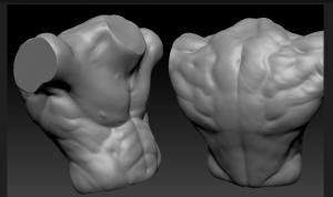 Torso Study 2